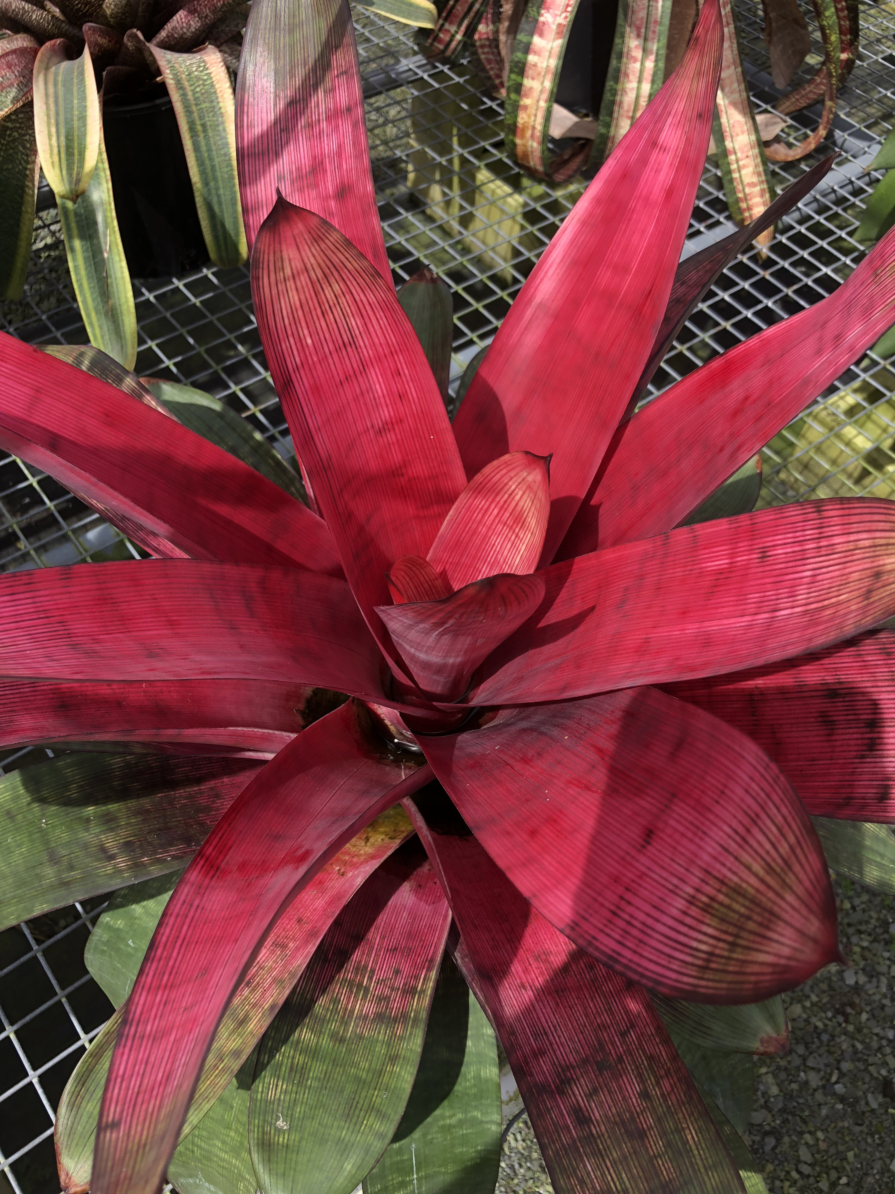 Vriesea 'Hawaiian Hot Stuff' | Fantastic Gardens Hawaii
